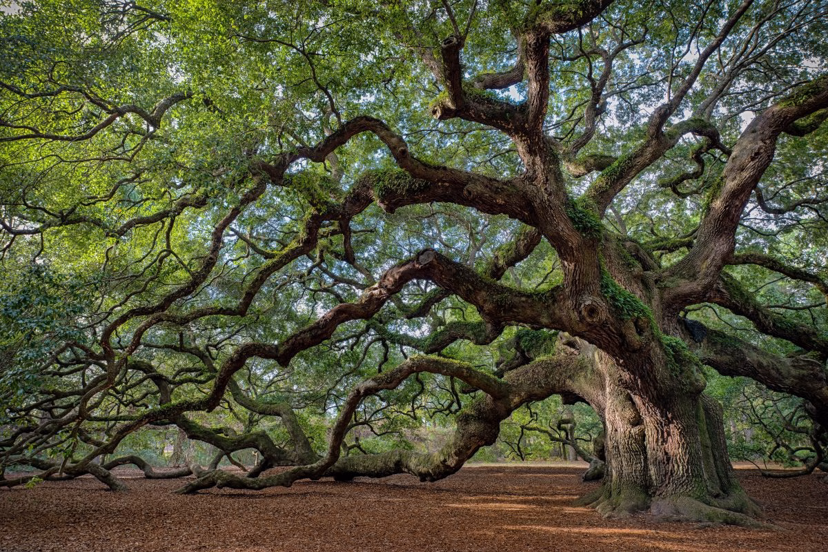 south carolina lowcountry