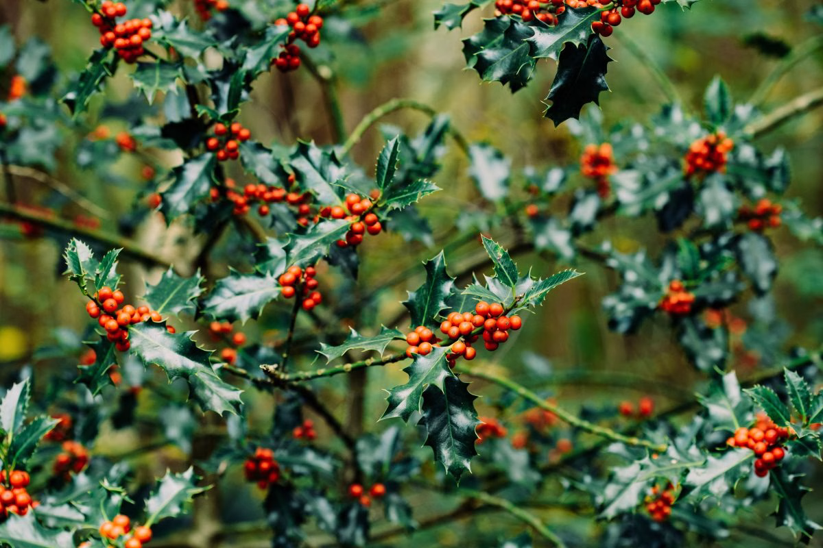 south carolina native plants