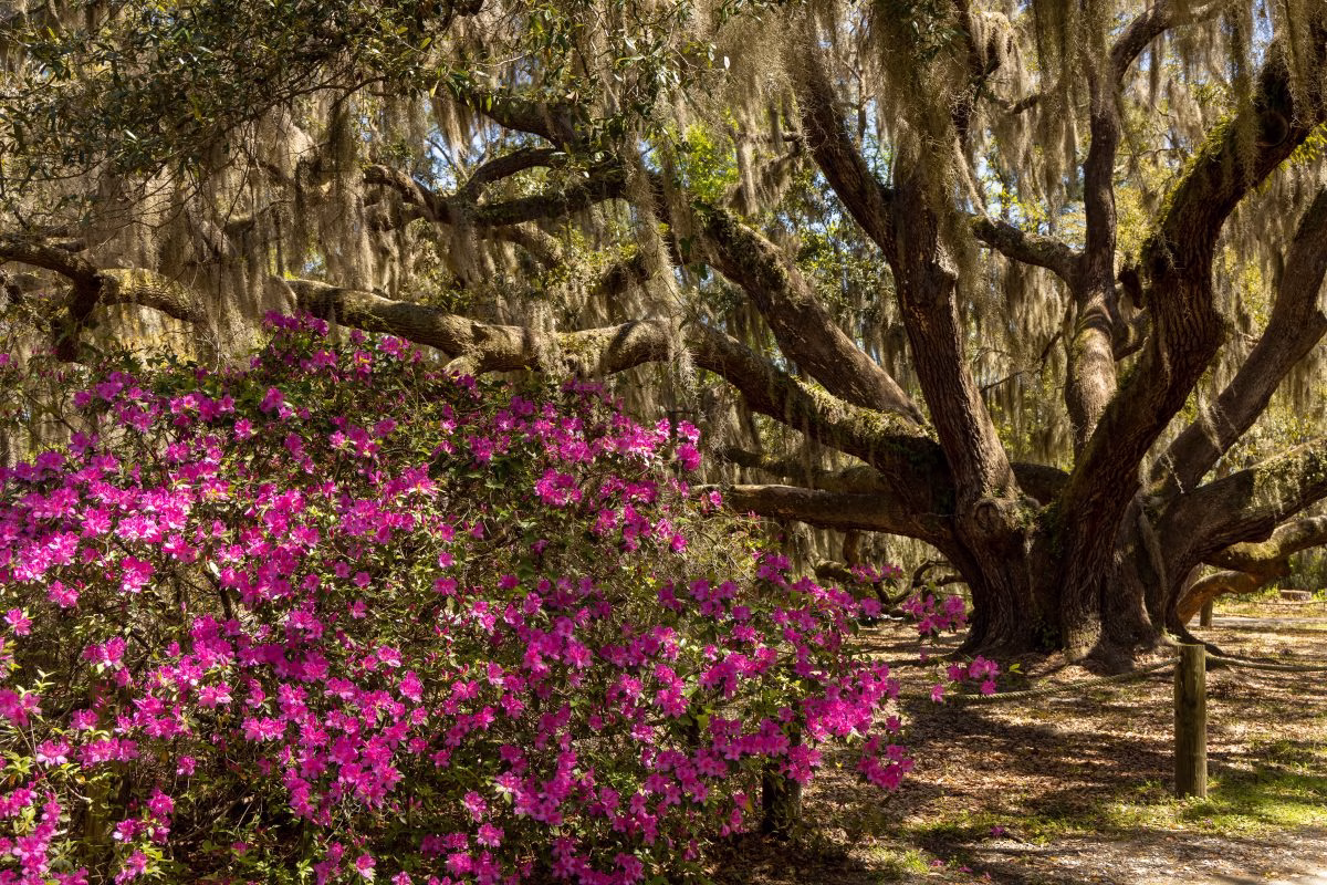 south carolina native plants