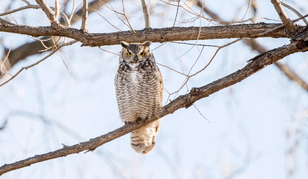 birds of south carolina