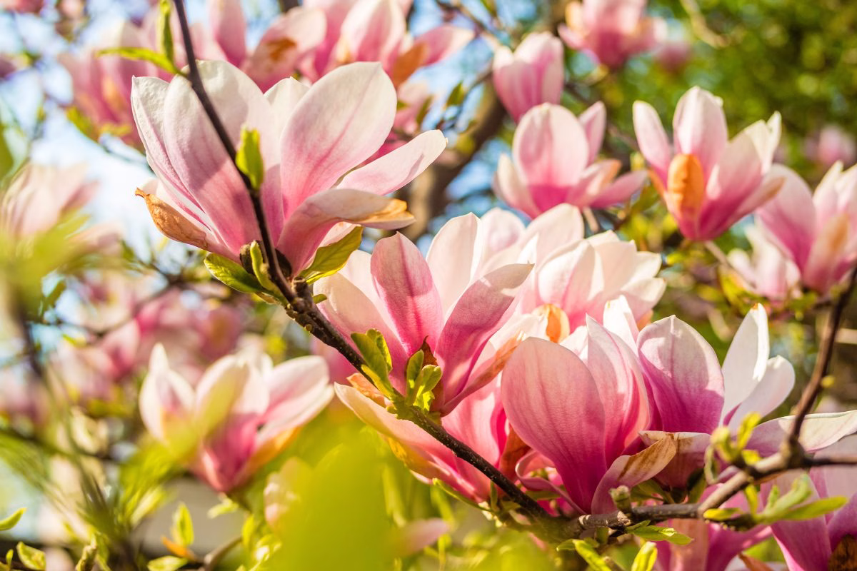 south carolina native plants