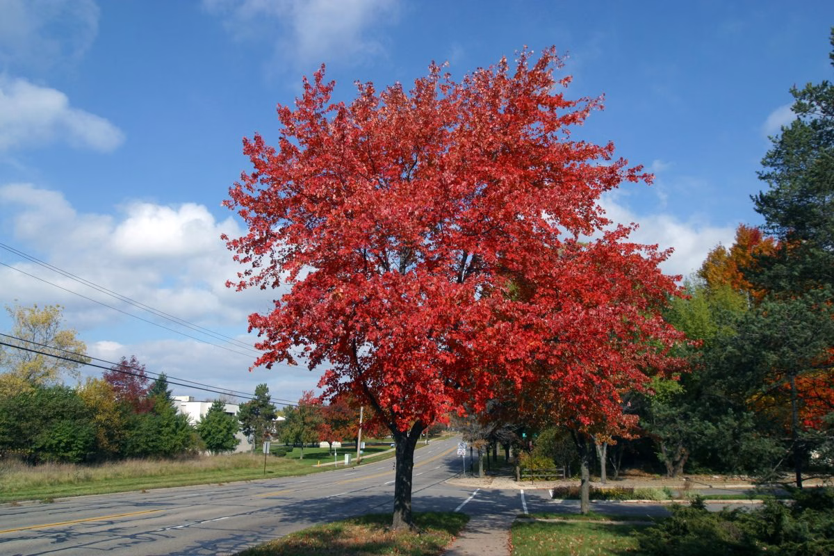 south carolina native plants