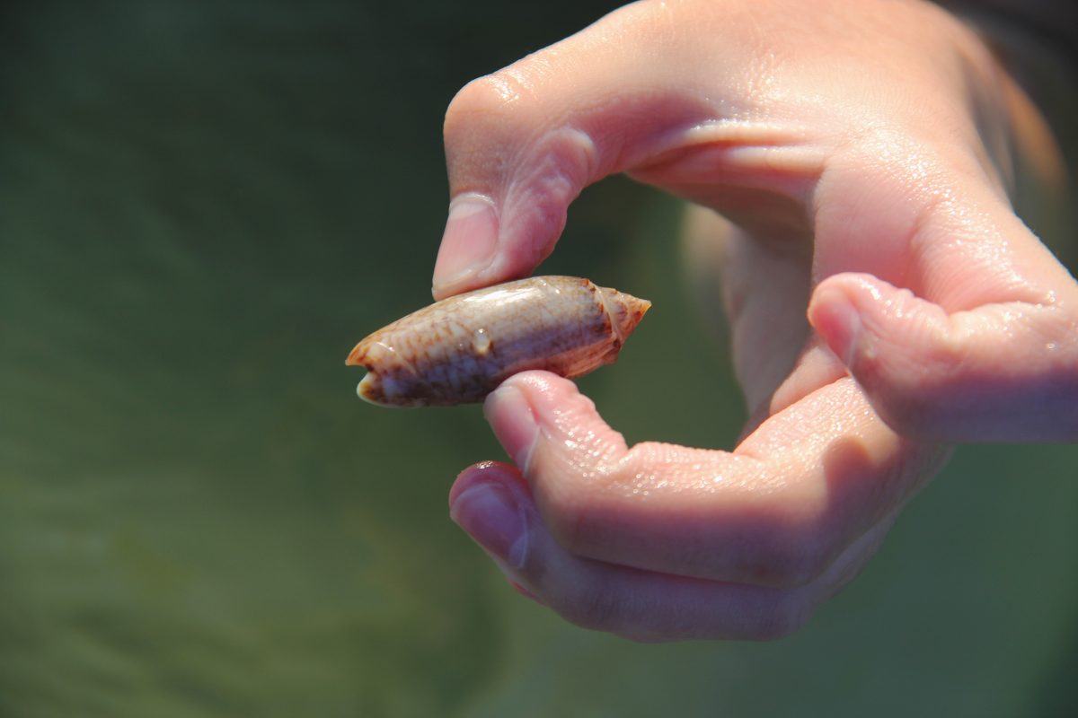south carolina seashells