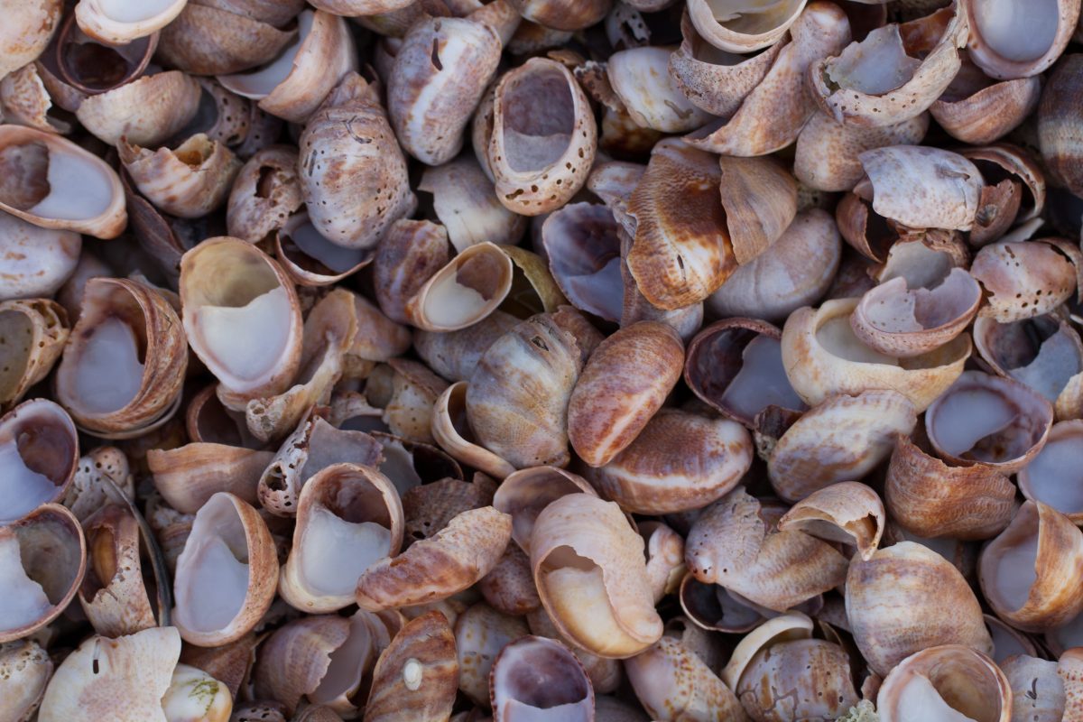 south carolina seashells