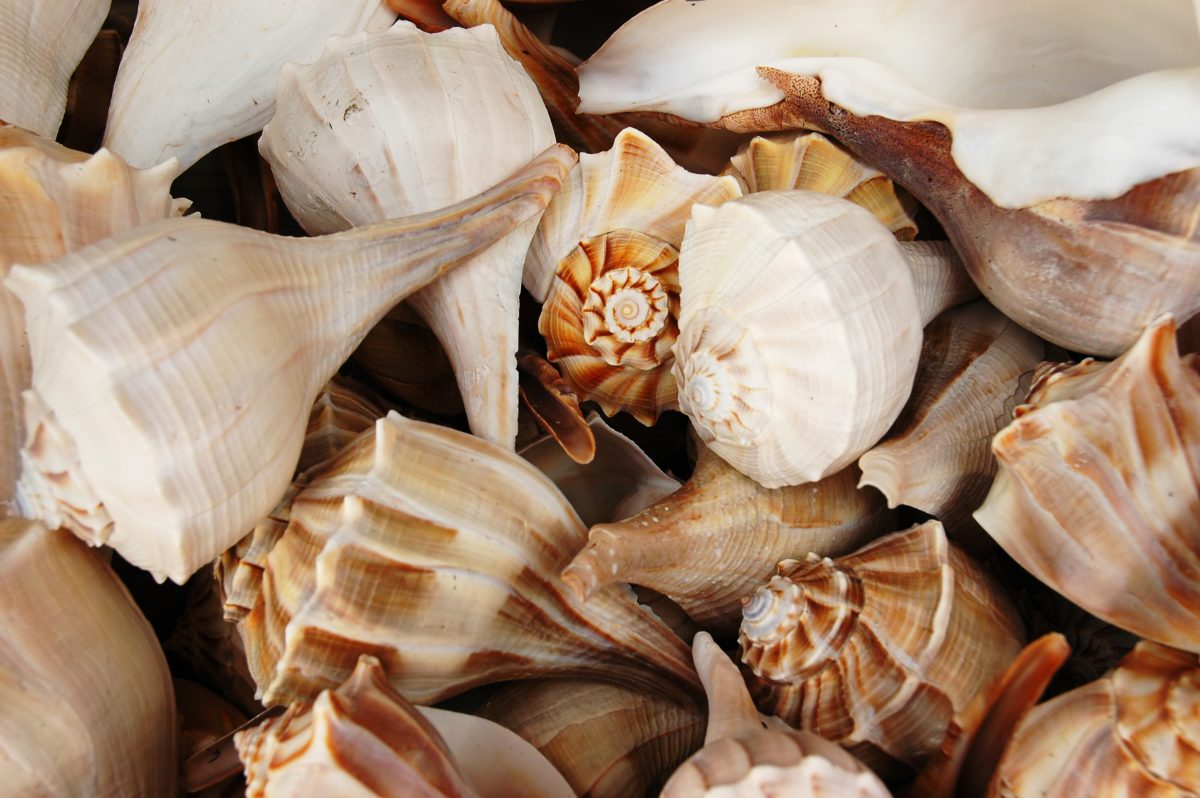 south carolina seashells