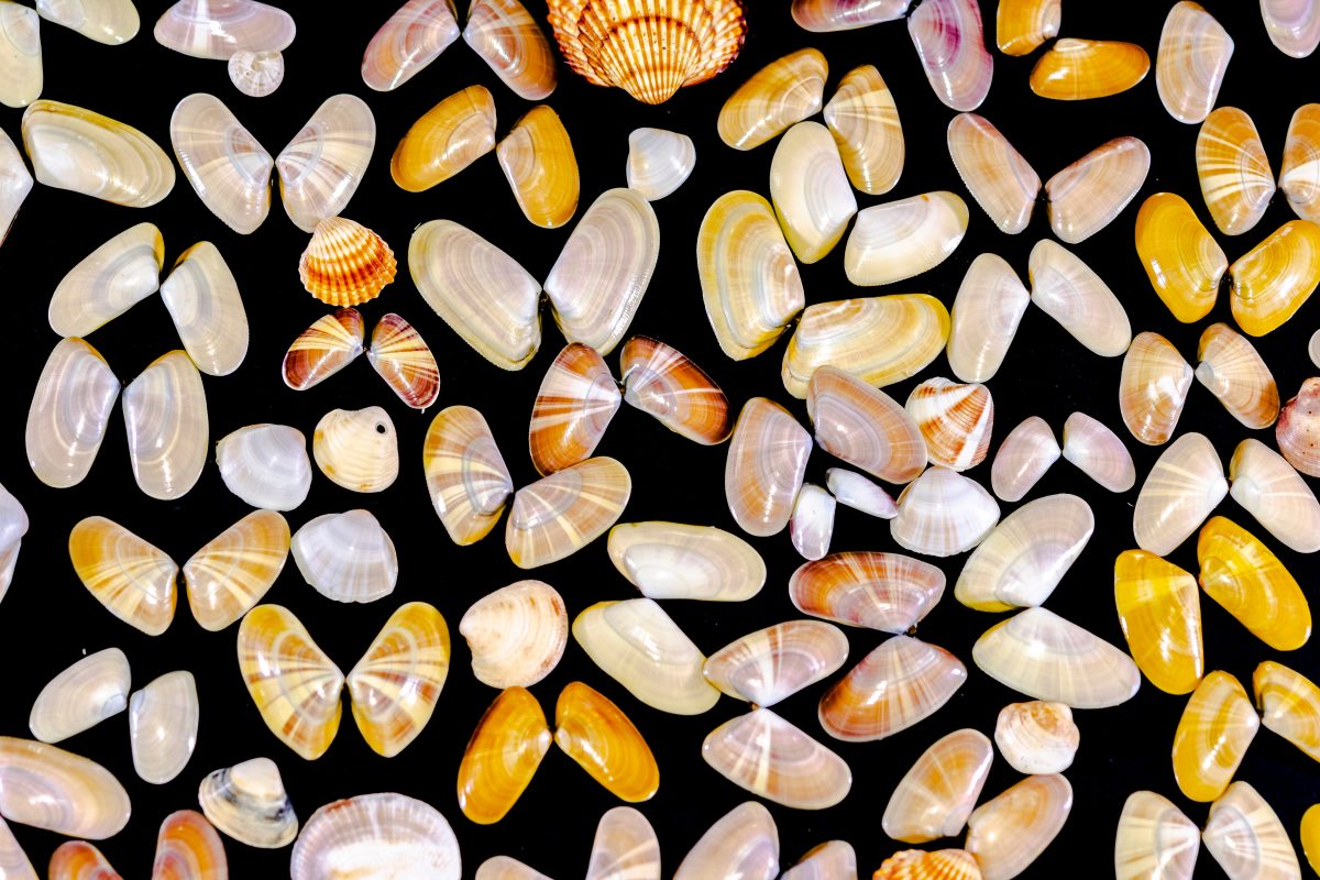 south carolina seashells