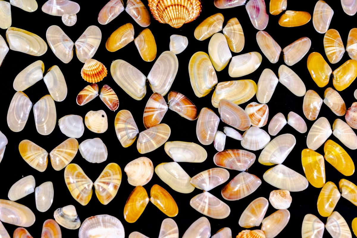 How to Identify South Carolina Seashells Kiawah Island