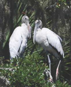 woodstorks