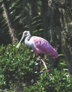 roseate spoonbill