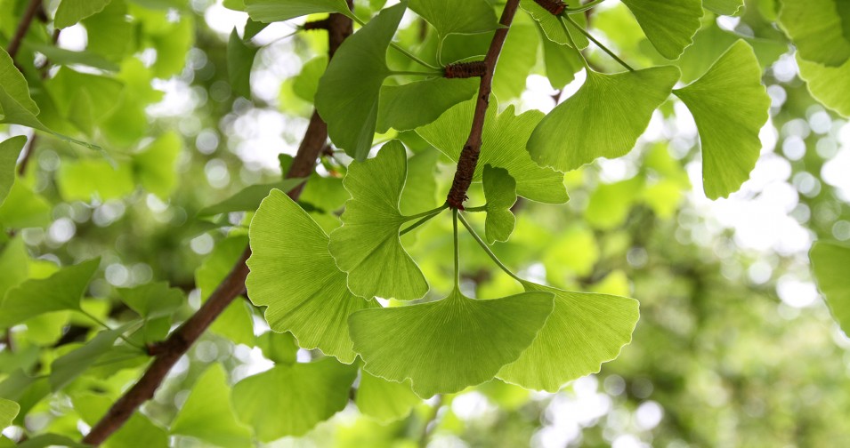 THE GINKGO TREE