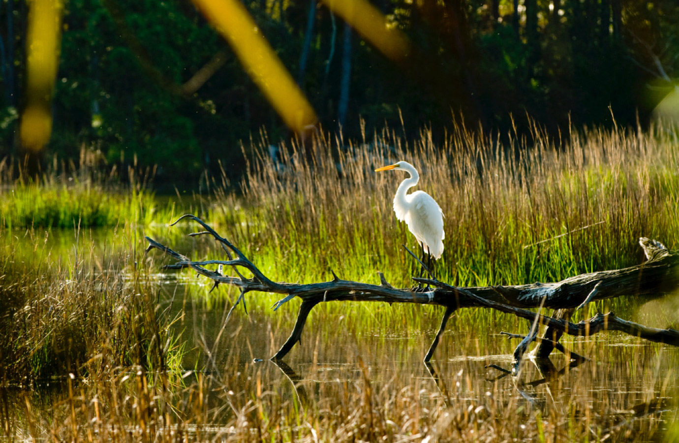 The Island Life  - Nature & Beauty