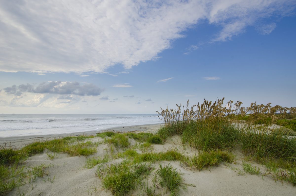 A Beginner’s Guide to Identifying South Carolina Seashells