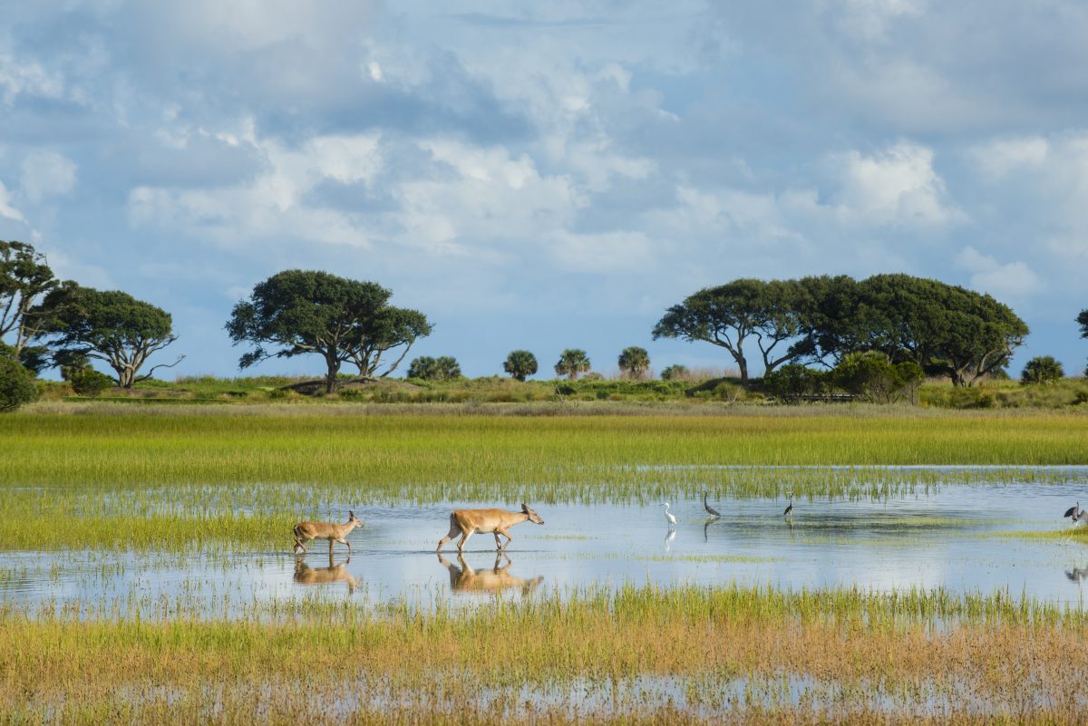 Experience the Wild Side: The Kiawah Island Conservancy