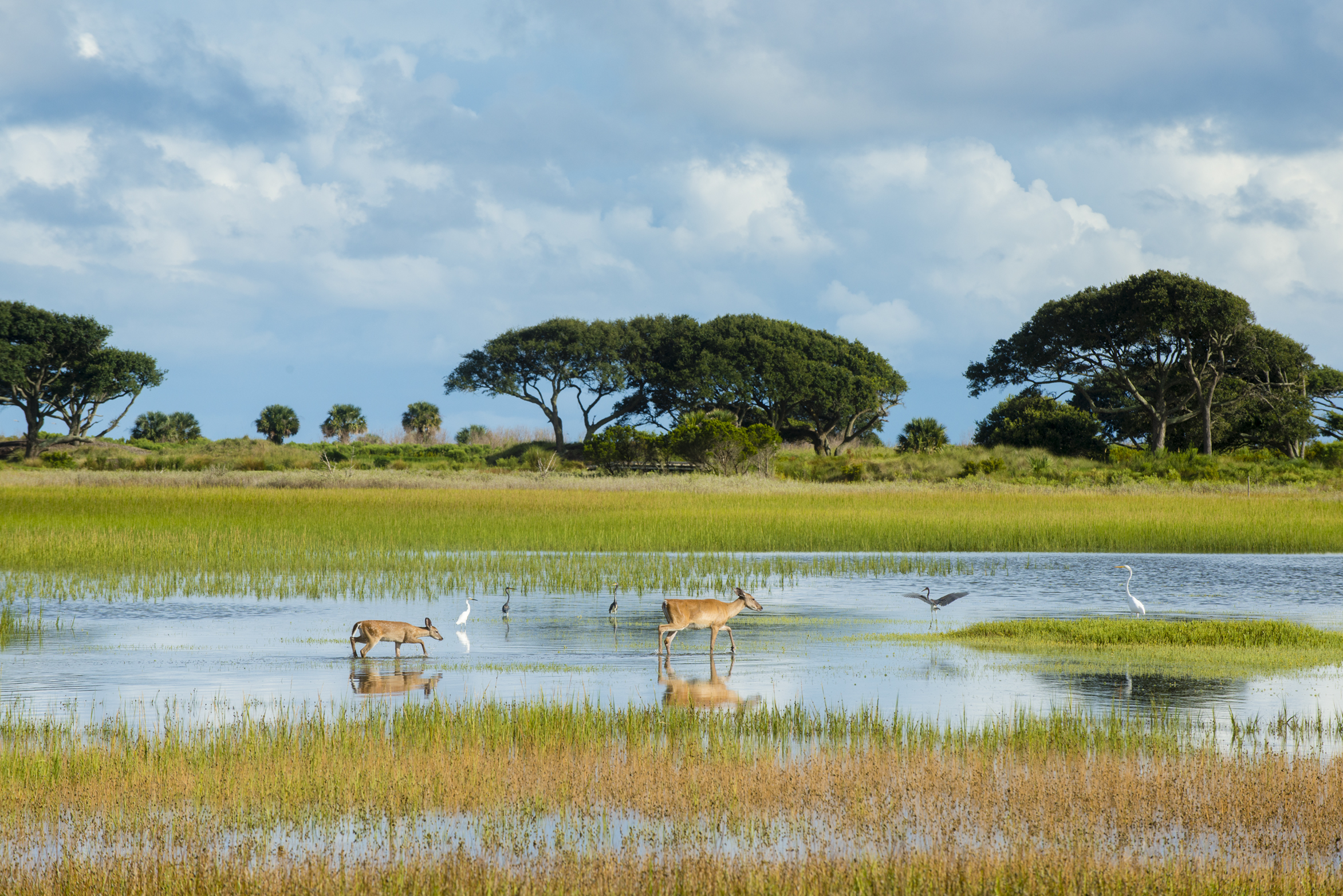 Kiawah Island’s Abundant Animals