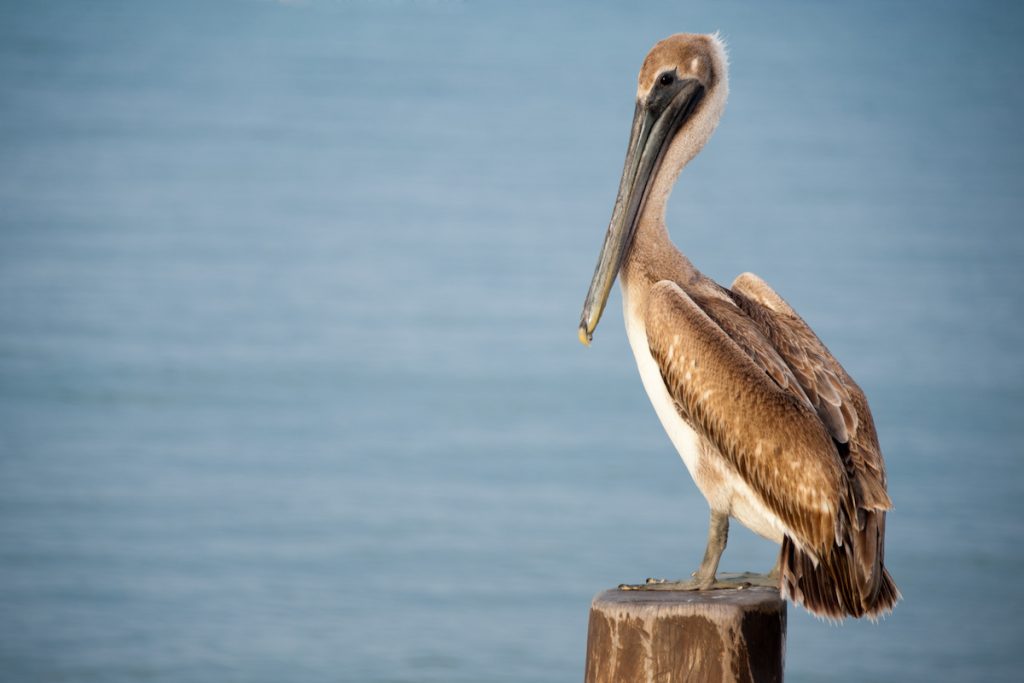 birds of south carolina