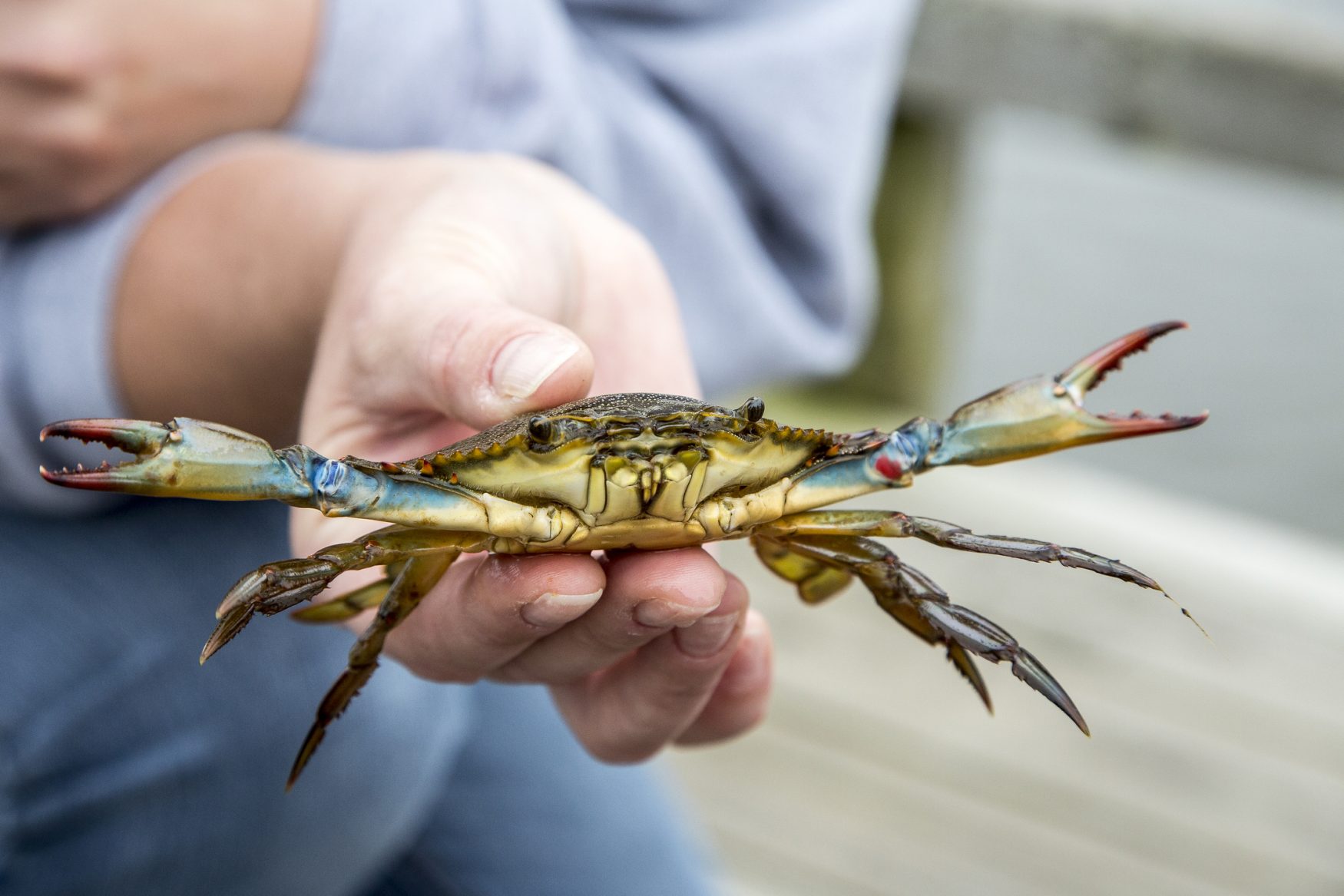 Summer Family Activities: Crabbing on Kiawah Island