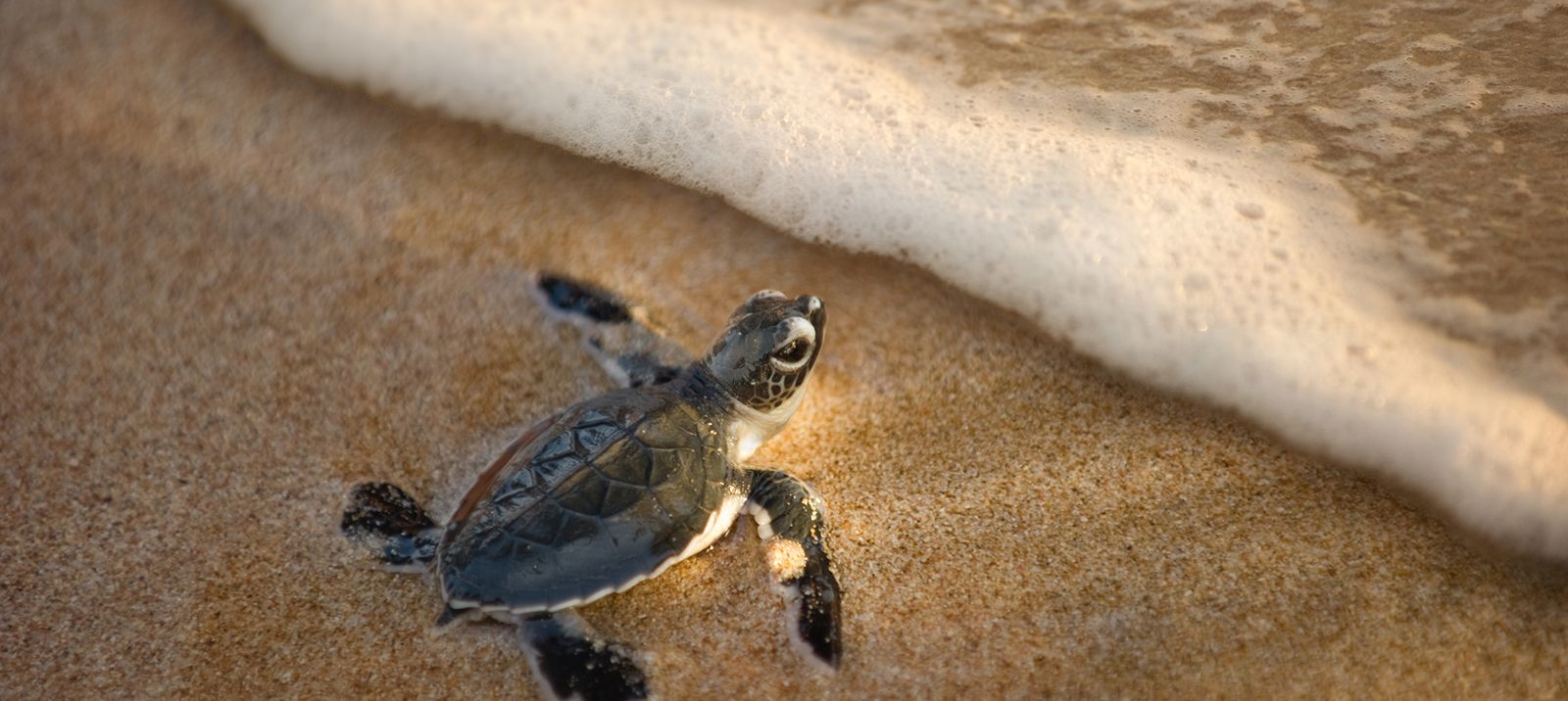 Meet Kiawah Island’s Loggerhead Sea Turtles