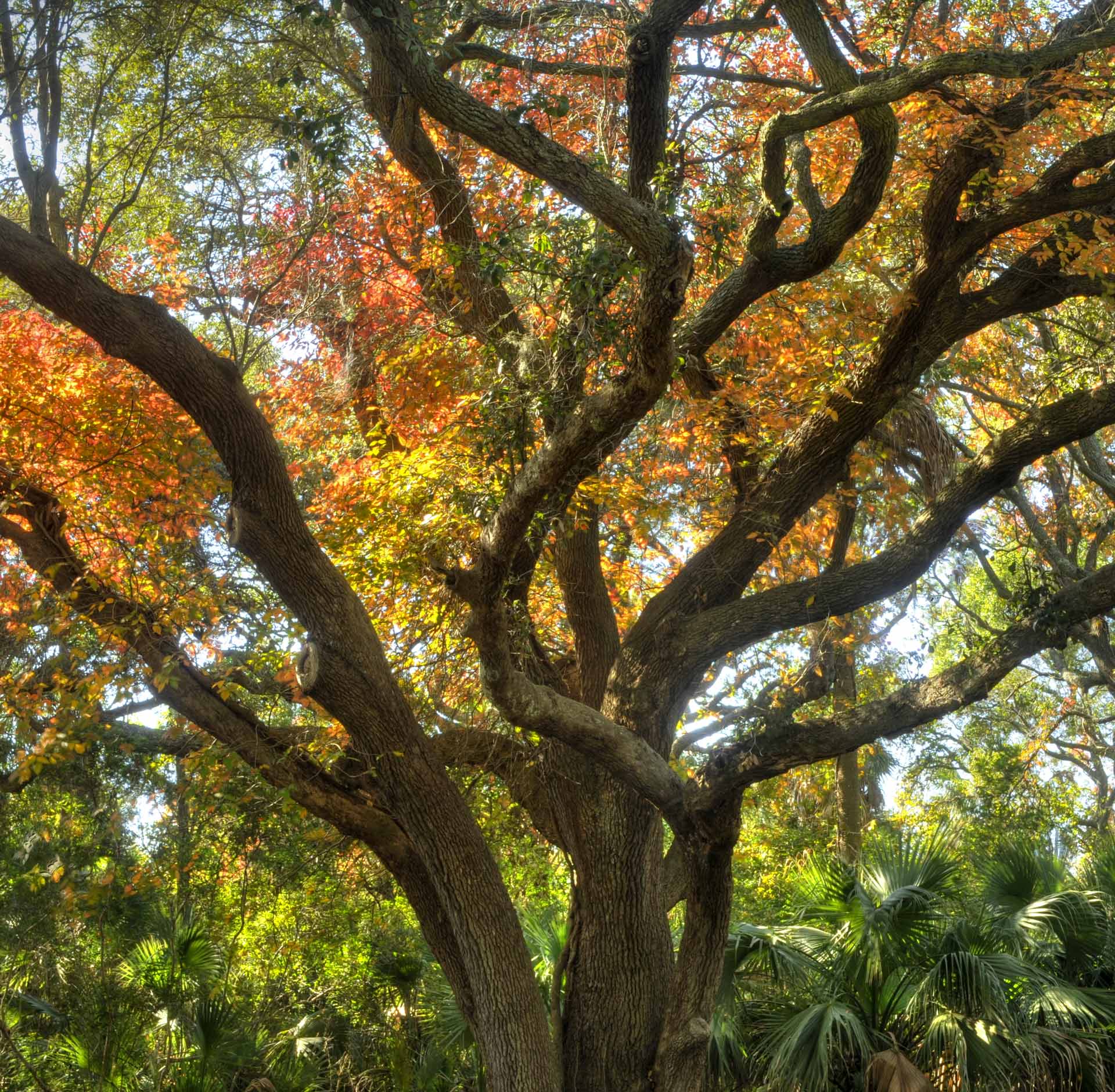 Tree branches with green leaves